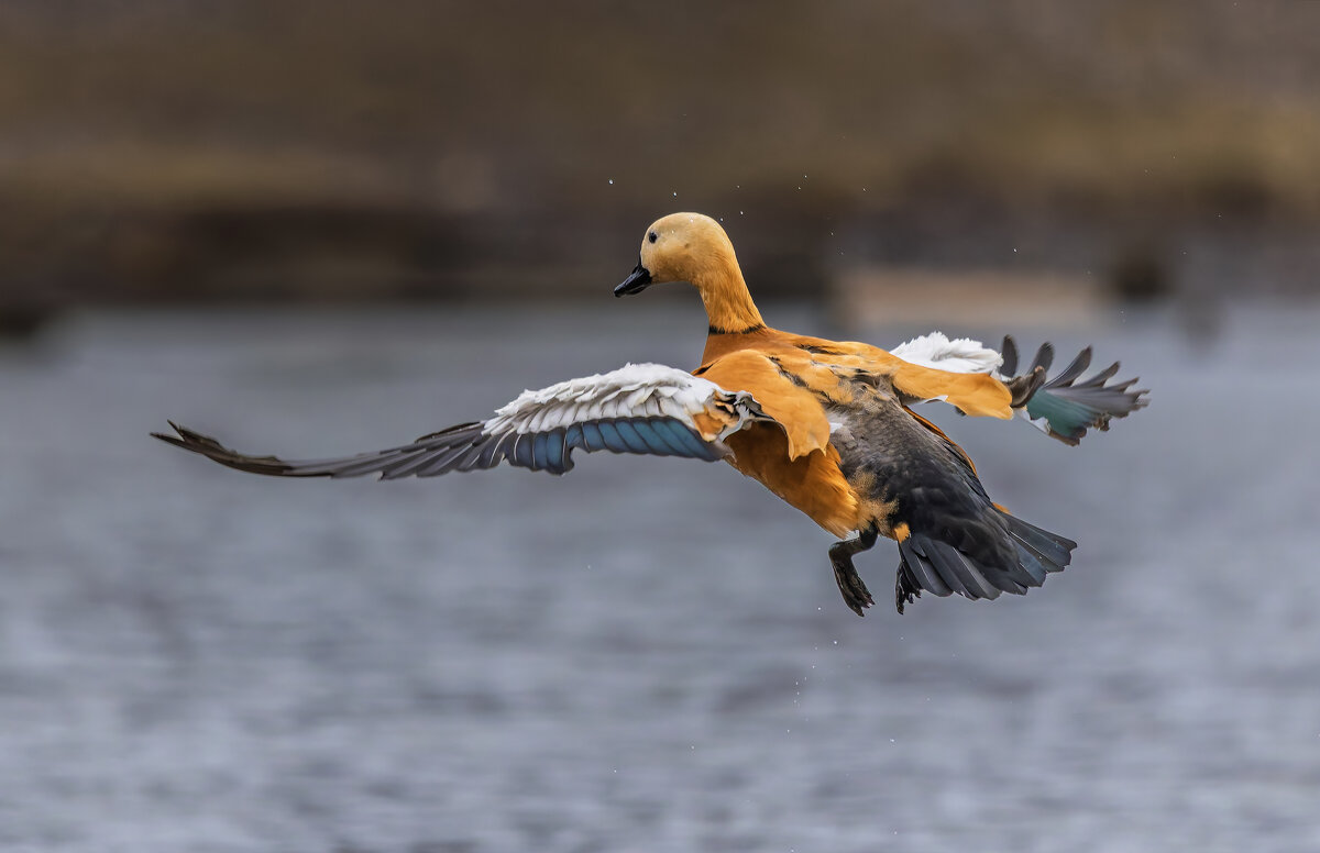 огарь в полете. - юрий макаров огарь в полете. - юрий макаров
