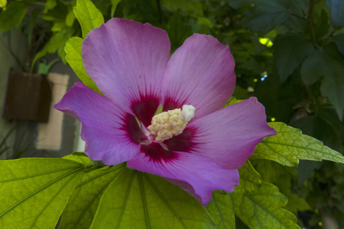 Гибискус сирийский - Валентин Семчишин