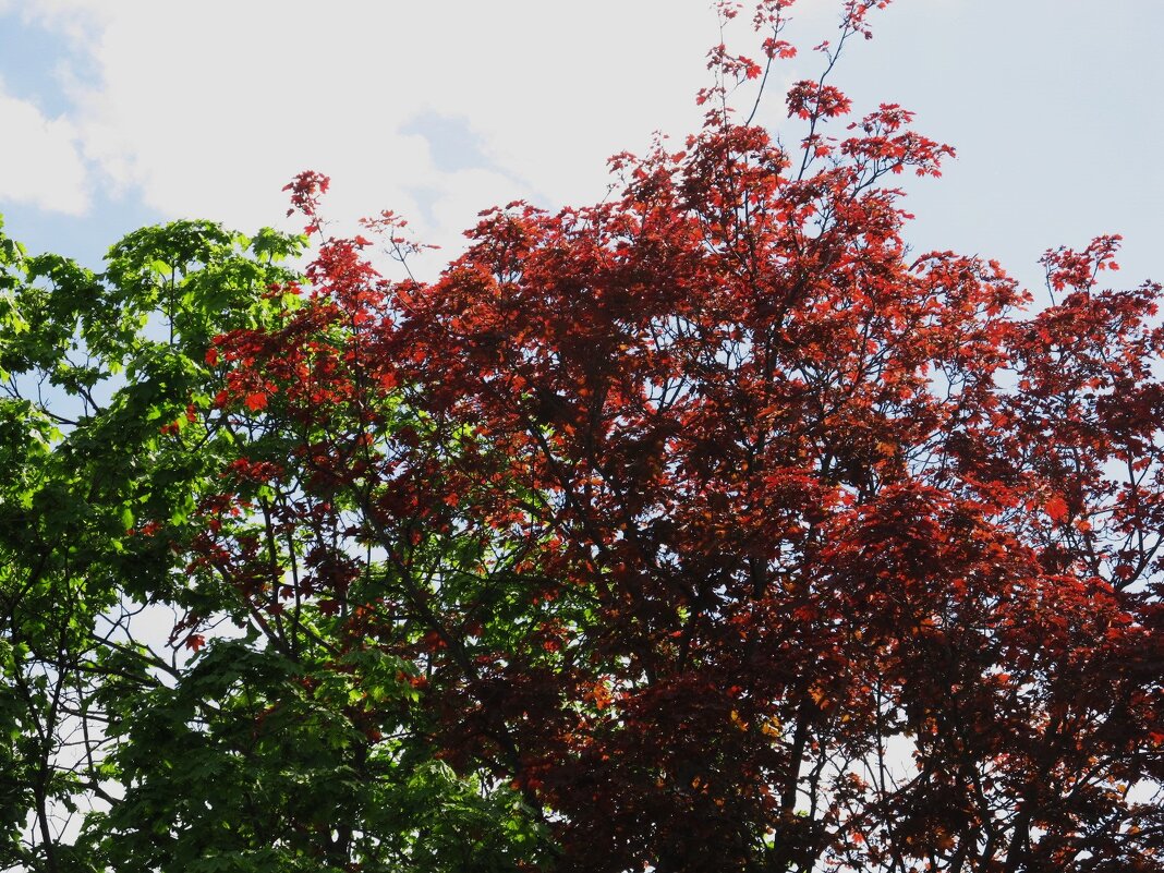 разноцветный май - Елена Шаламова