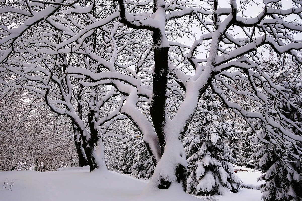 Декабрь Парк Южный, Калининград - Рита Симонова Декабрь Парк Южный, Калининград - Рита Симонова