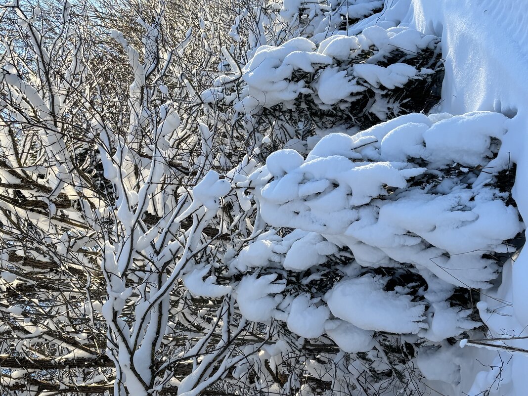 Елочки в шубках - Ольга Савельева 