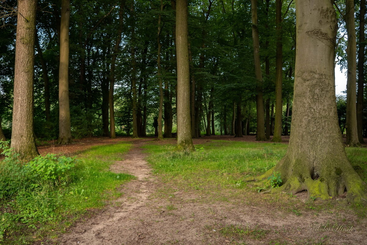 Лиственный лес... - Николай Гирш