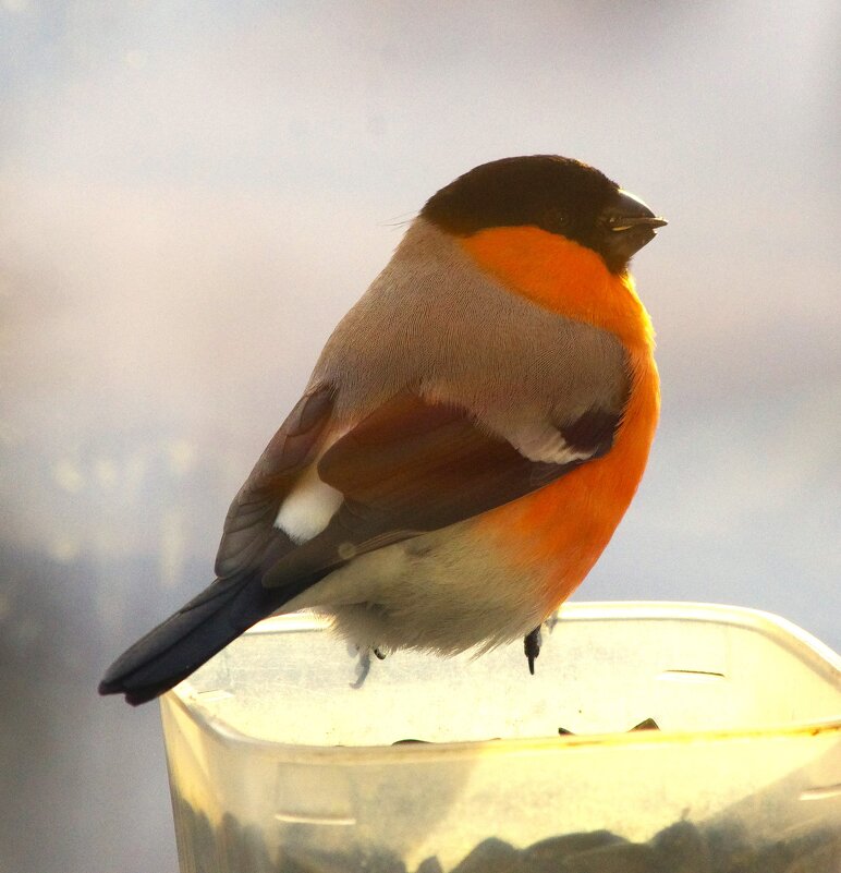 Снегирь... - Юрий Куликов Снегирь... - Юрий Куликов