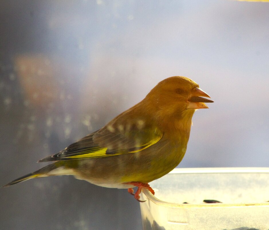Зеленушка... - Юрий Куликов