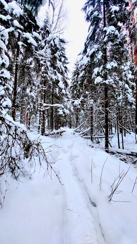 Лес - Максим Егоров