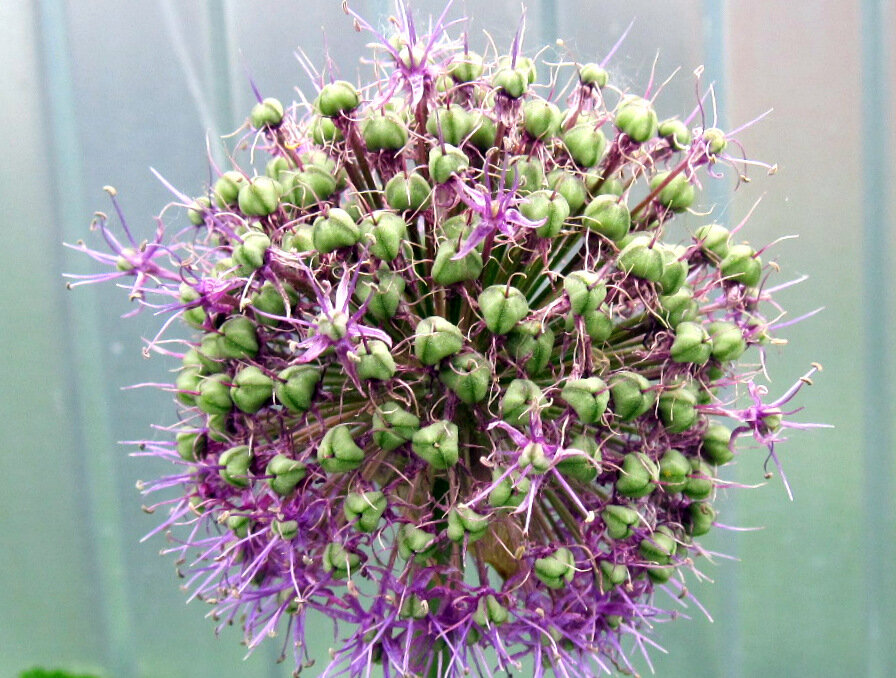 салют - Галина Флора