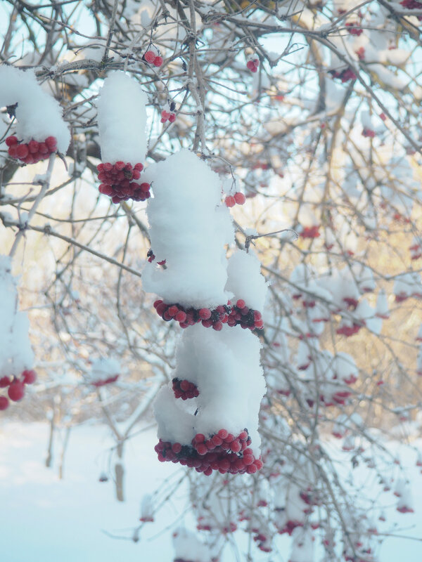 ЗИМА - Александра [-/