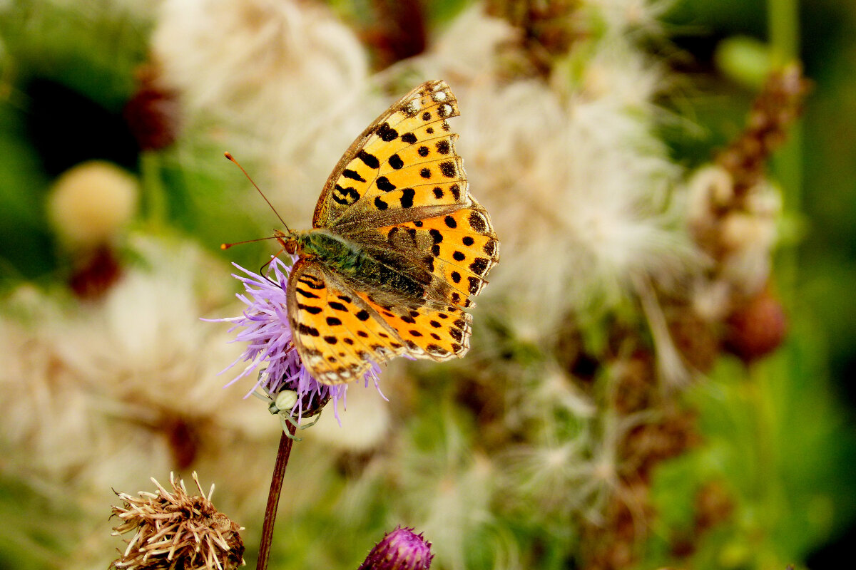 опять про бабочек...282 - Александр Прокудин