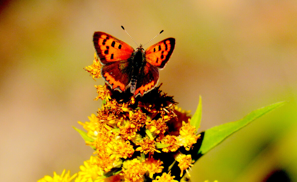 опять про бабочек...285 - Александр Прокудин