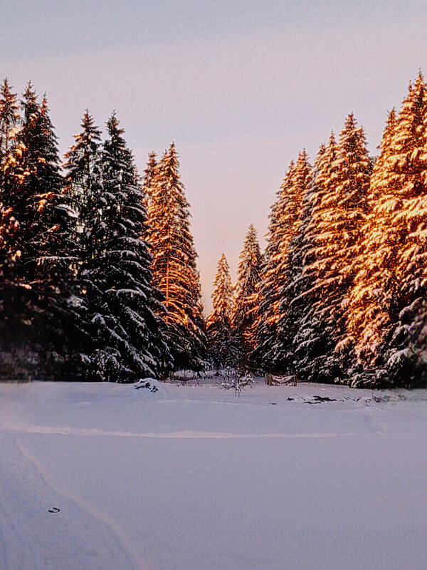 Зимний лес - Сергей Кочнев