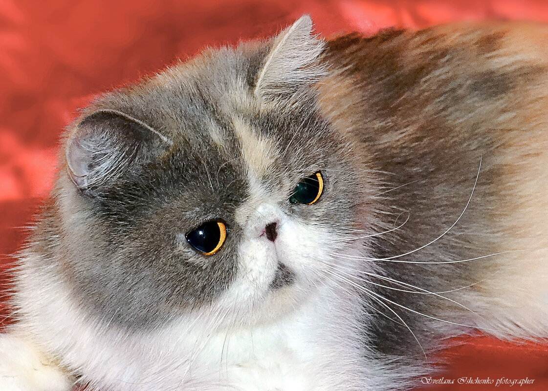 Киска Барби - Светлана Ищенко Киска Барби - Светлана Ищенко