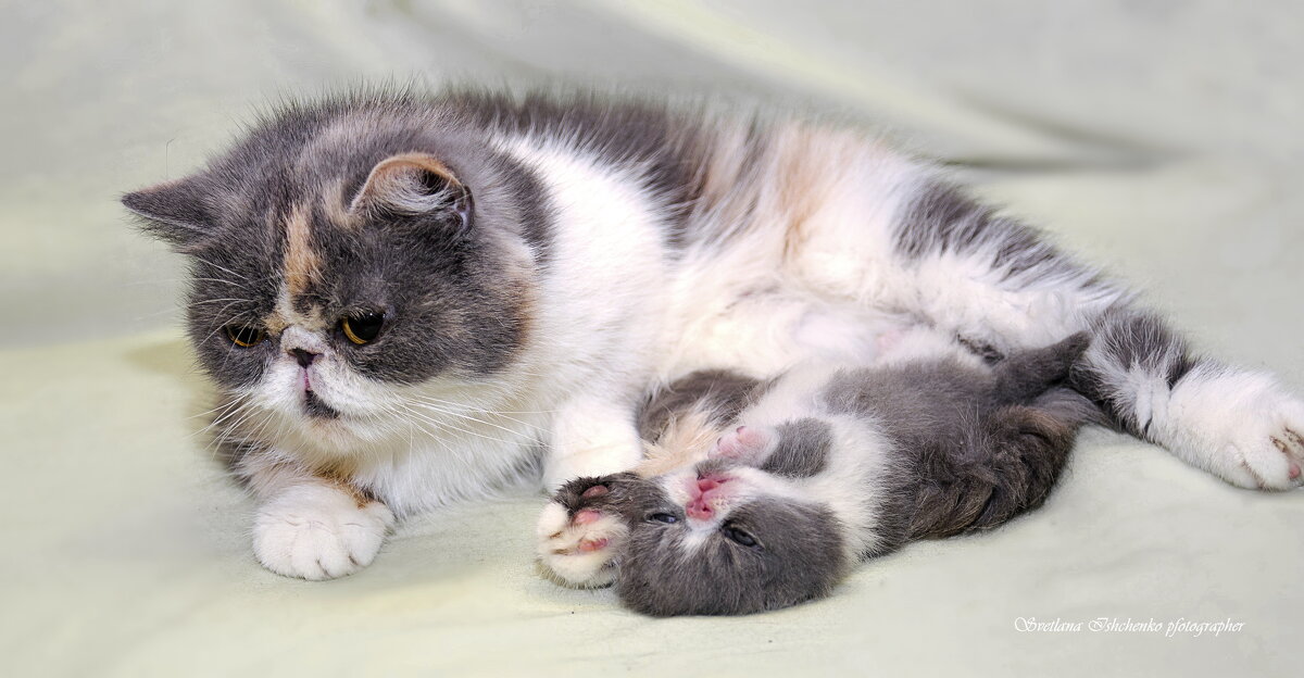 Мама Барби и маленький Мартин - Светлана Ищенко