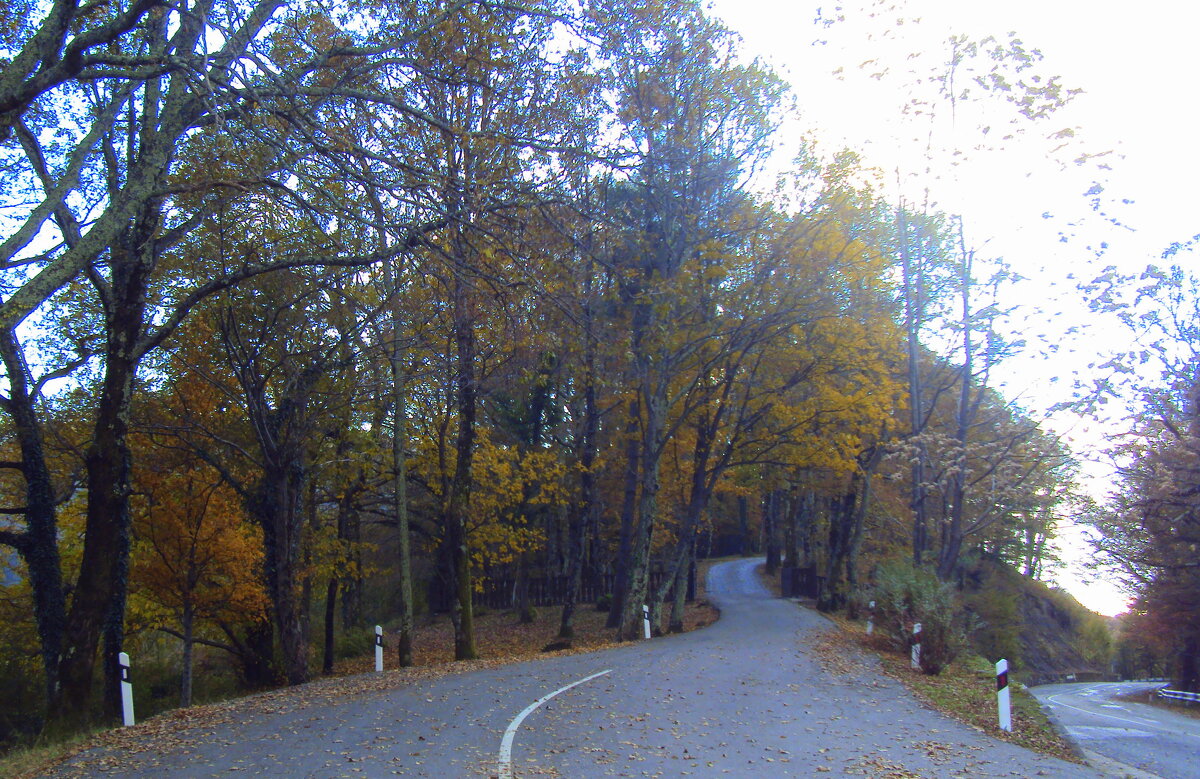 ДАГОМЫС - Tata Wolf