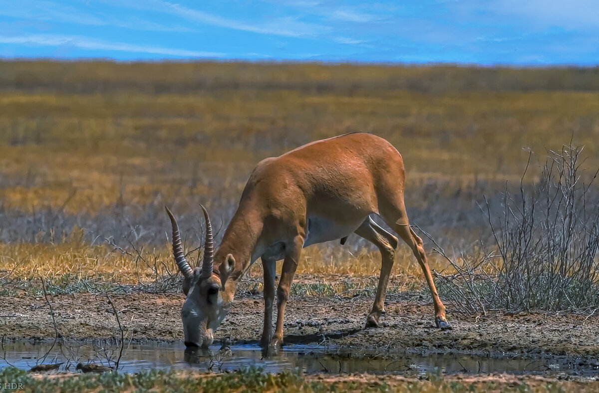 Степная антилопа сайгак - Aleksey Afonin Степная антилопа сайгак - Aleksey Afonin