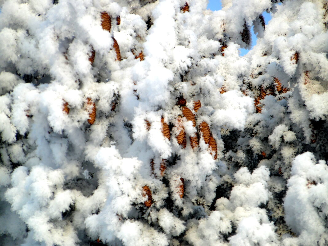 Заснежило. - nadyasilyuk Вознюк