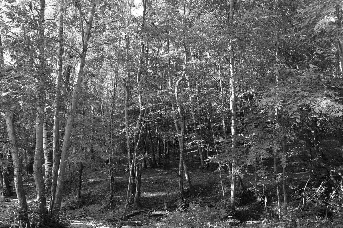 Фотография - Денис Безногов