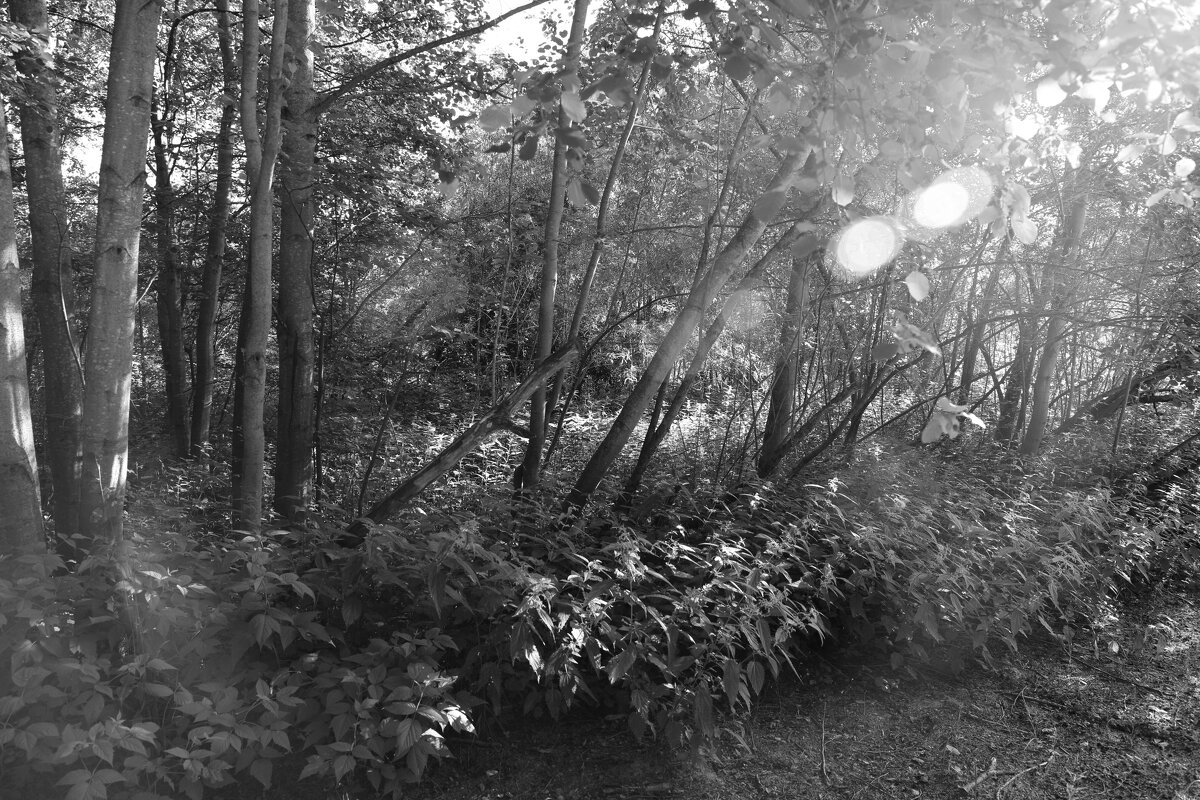 Фотография - Денис Безногов