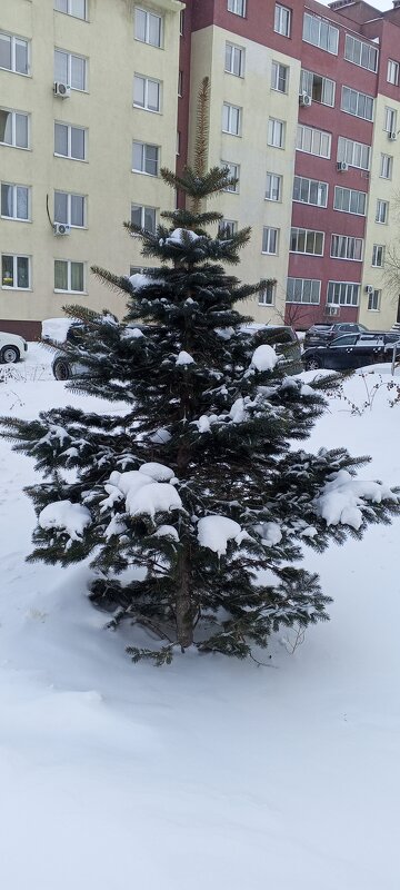 Сосенка - Андрей Макурин