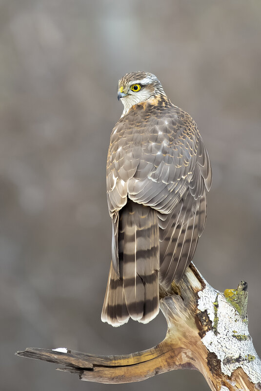 Ястреб перепелятник самка - Валерий Черняк