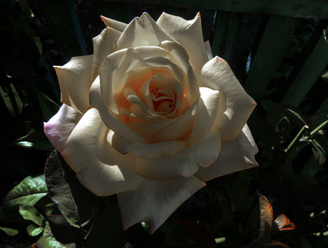 Глория  Дей - Валентин Семчишин