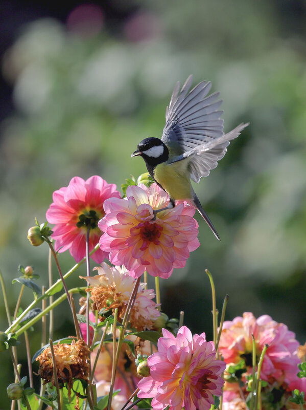 ***** - владимир 