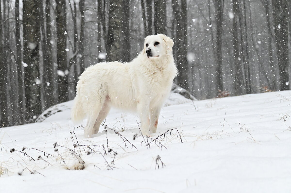 Алита на горе Амиата - Светлана Алита на горе Амиата - Светлана