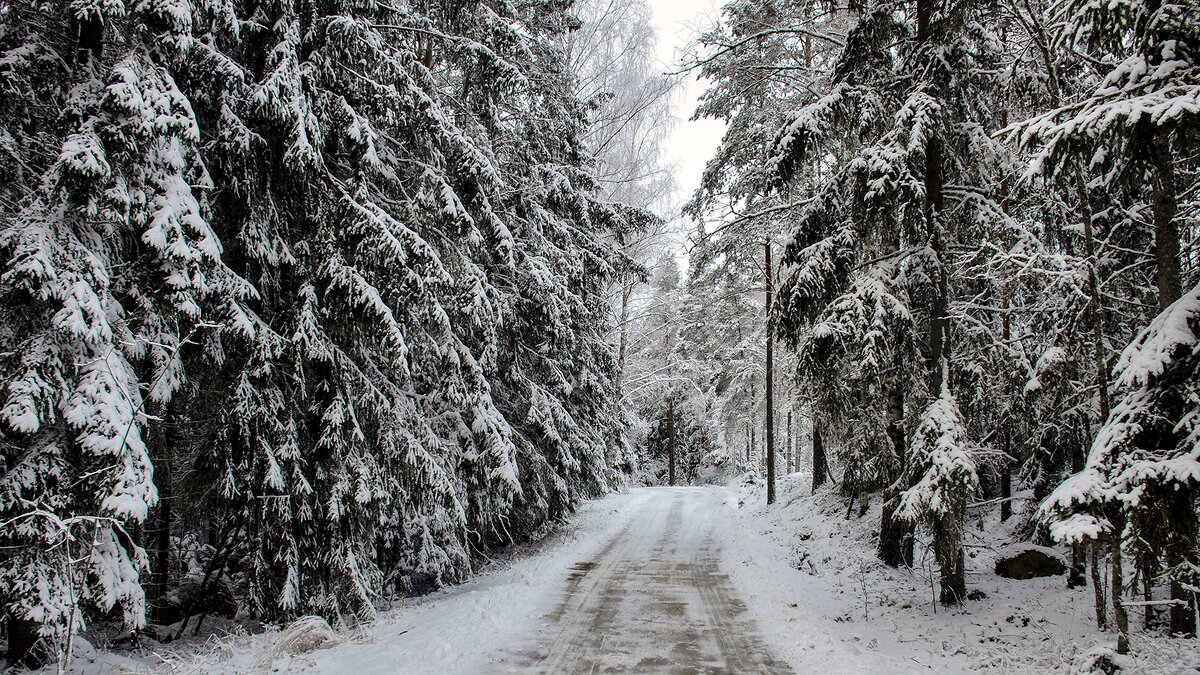 Зимний лес - Alexandеr P