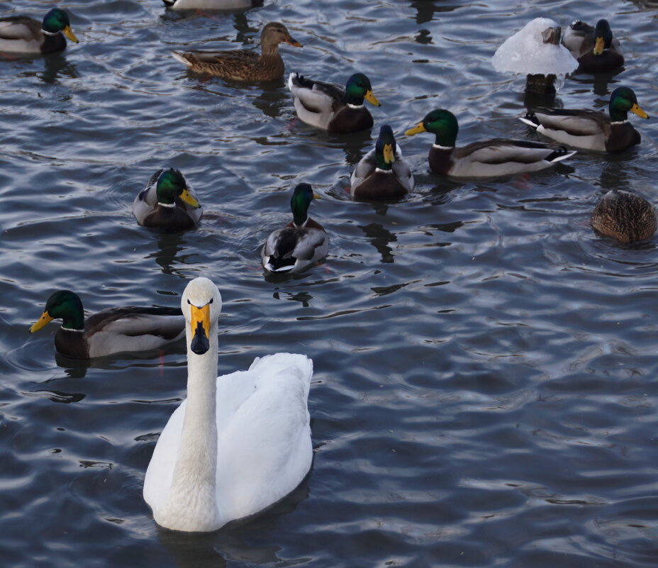 Сопровождение из уток - Наталия Григорьева