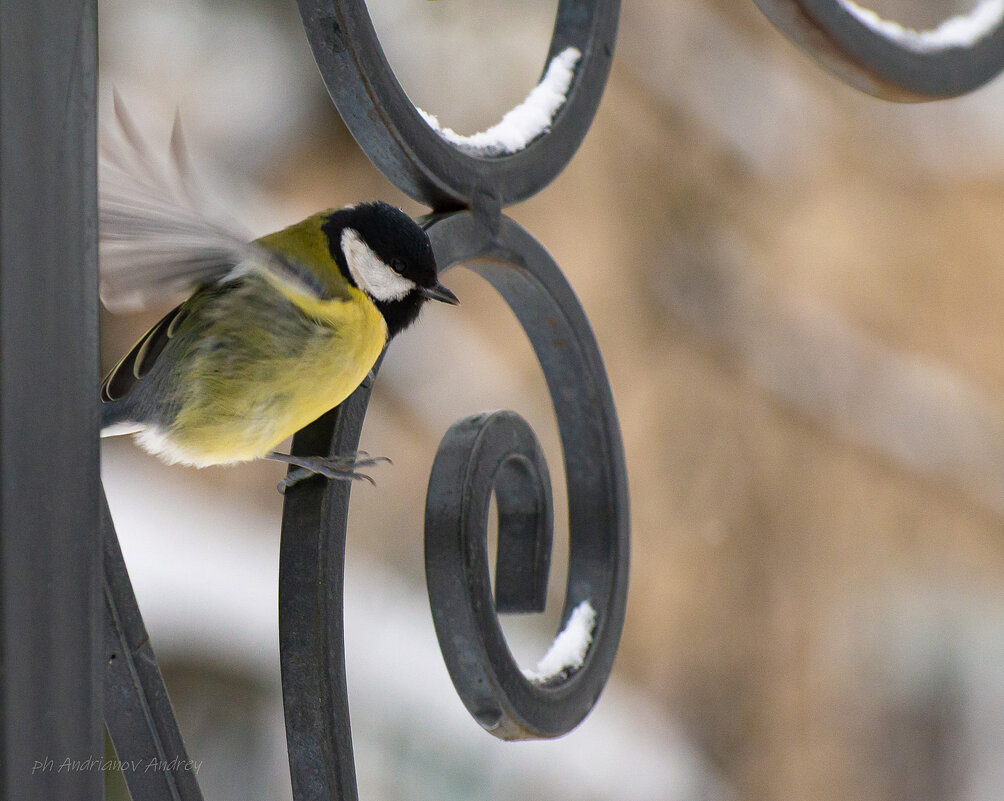 Синичка. - Андрей Андрианов