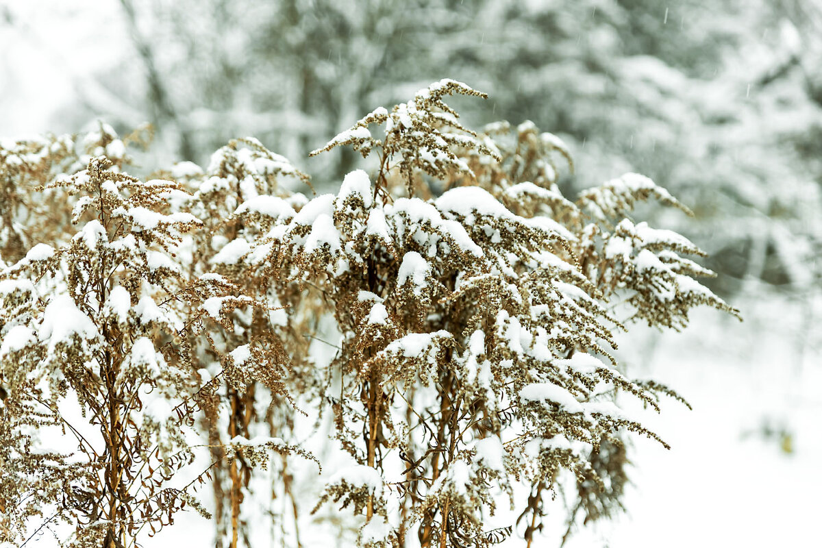 Снег - Александр 