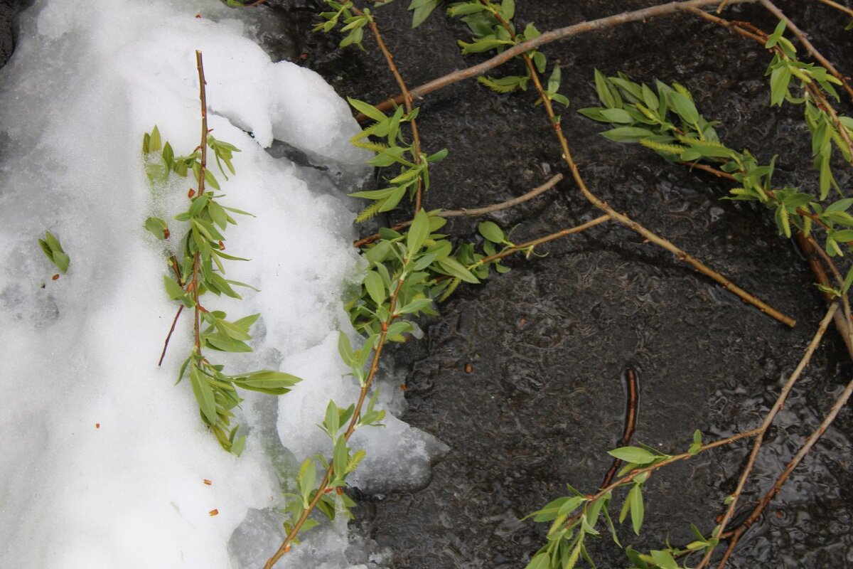 Противостояние - Аннушка 
