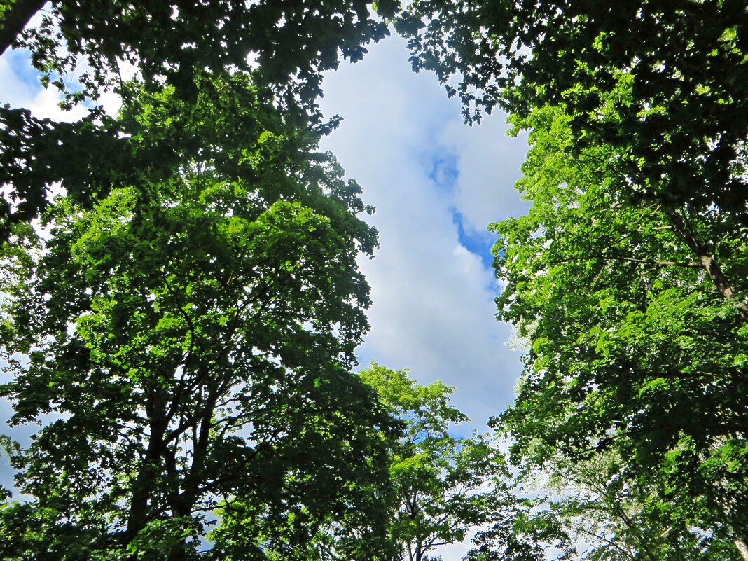 ЛЕТО - марта Камушкина