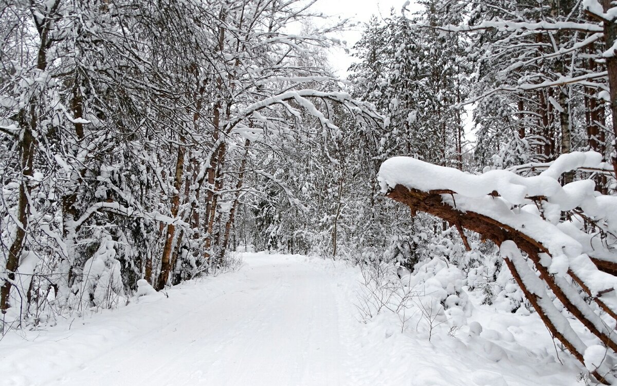 Зимний лес (репортаж из поездок по области). - Милешкин Владимир Алексеевич Зимний лес (репортаж из поездок по области). - Милешкин Владимир Алексеевич