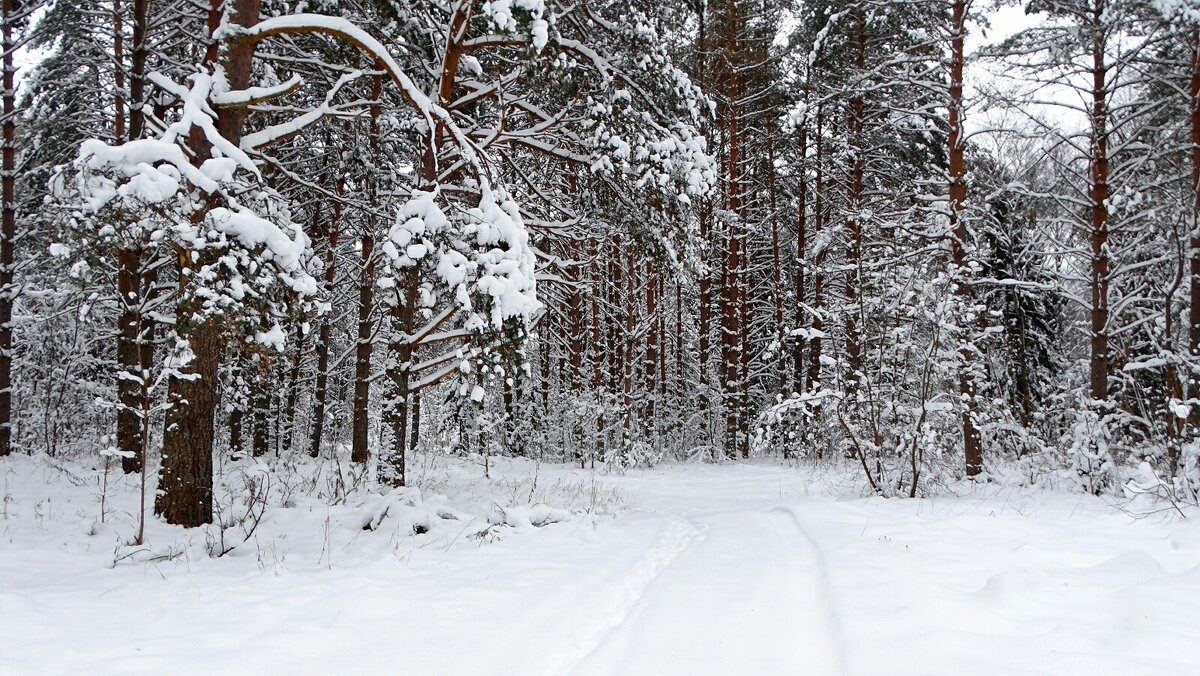 Зимний лес. - Милешкин Владимир Алексеевич 