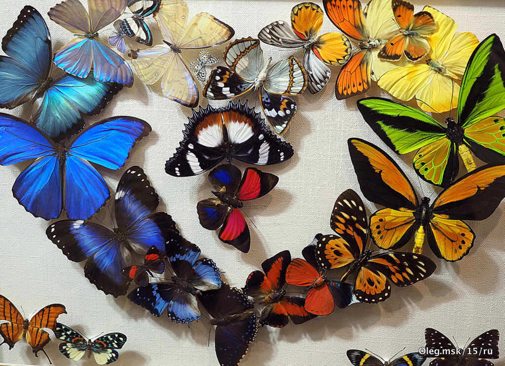 бабочки - Олег Лукьянов