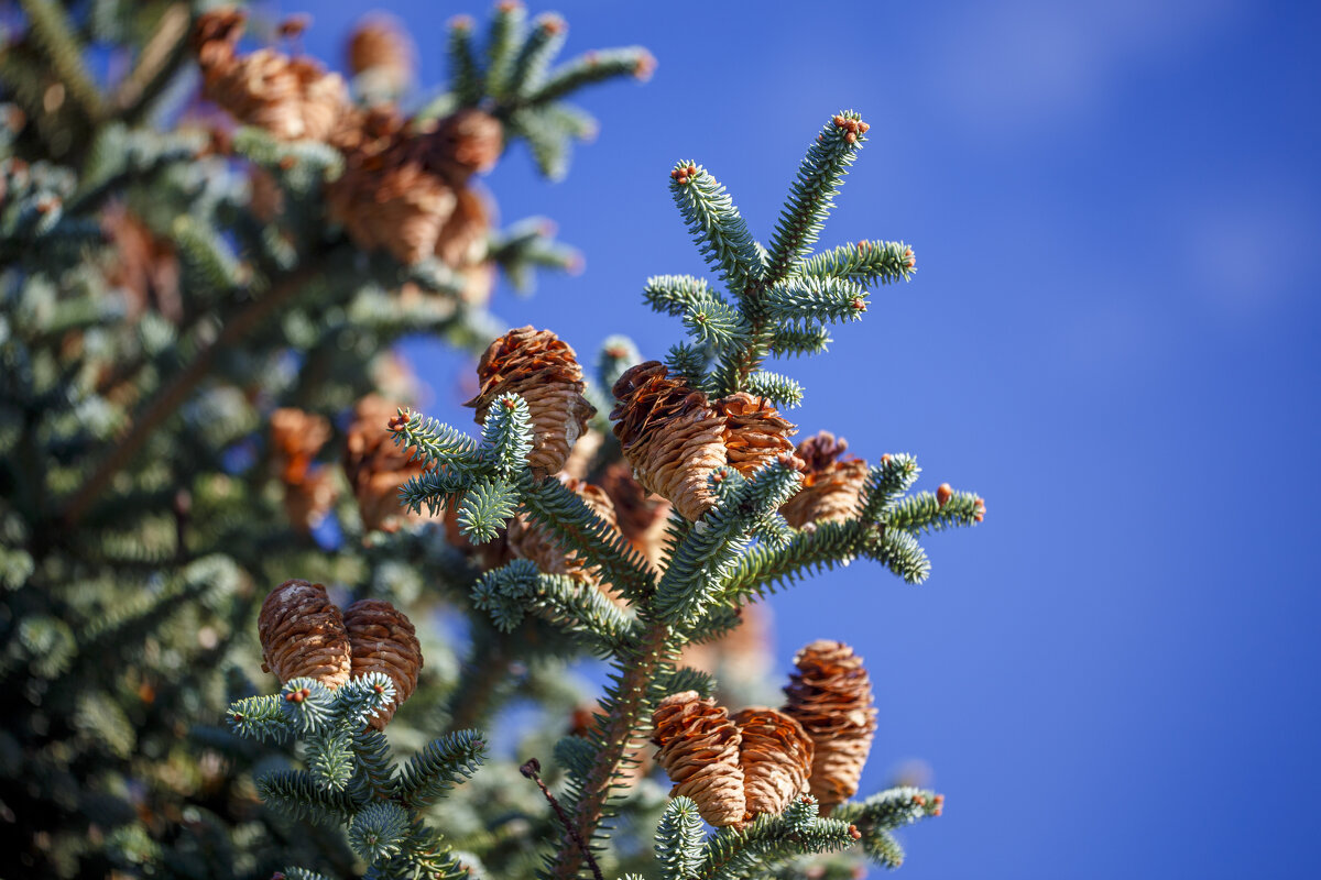 Шишки - Светлана Тихонина