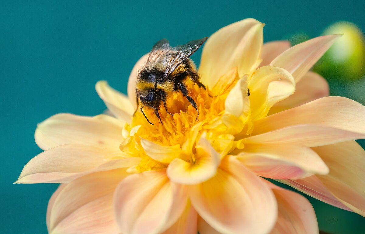 *** - Виктор Иванович Чернюк