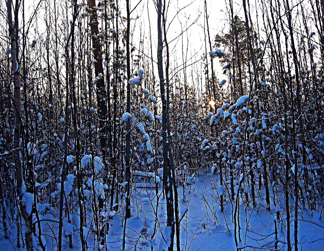 Январь...Утро в тайге! - Владимир 