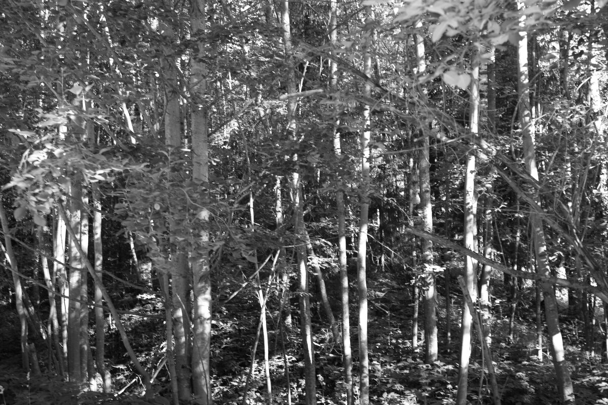 Фотография - Денис Безногов