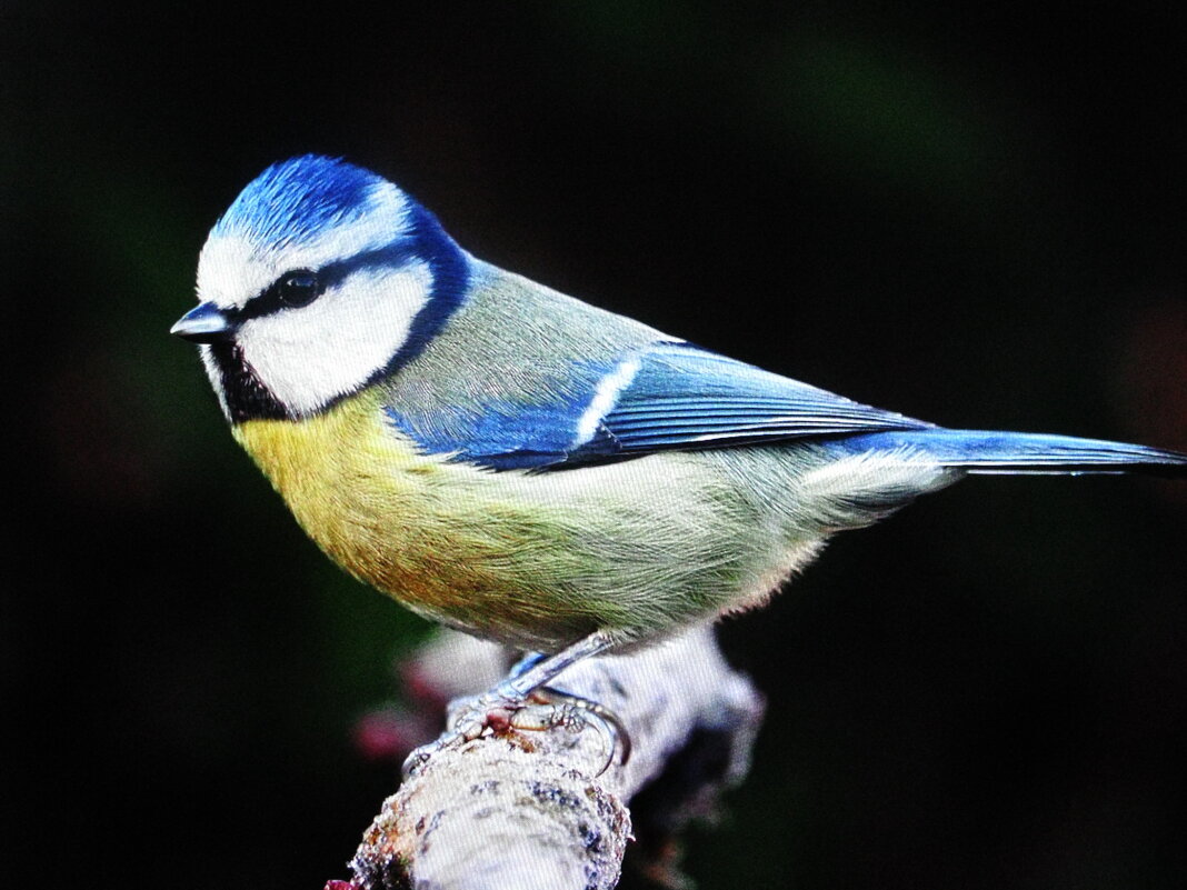 Красавица лазоревка - Людмила Смородинская