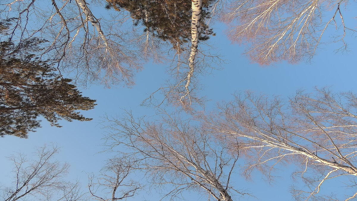 Карусель макушек - Владимир Кириченко