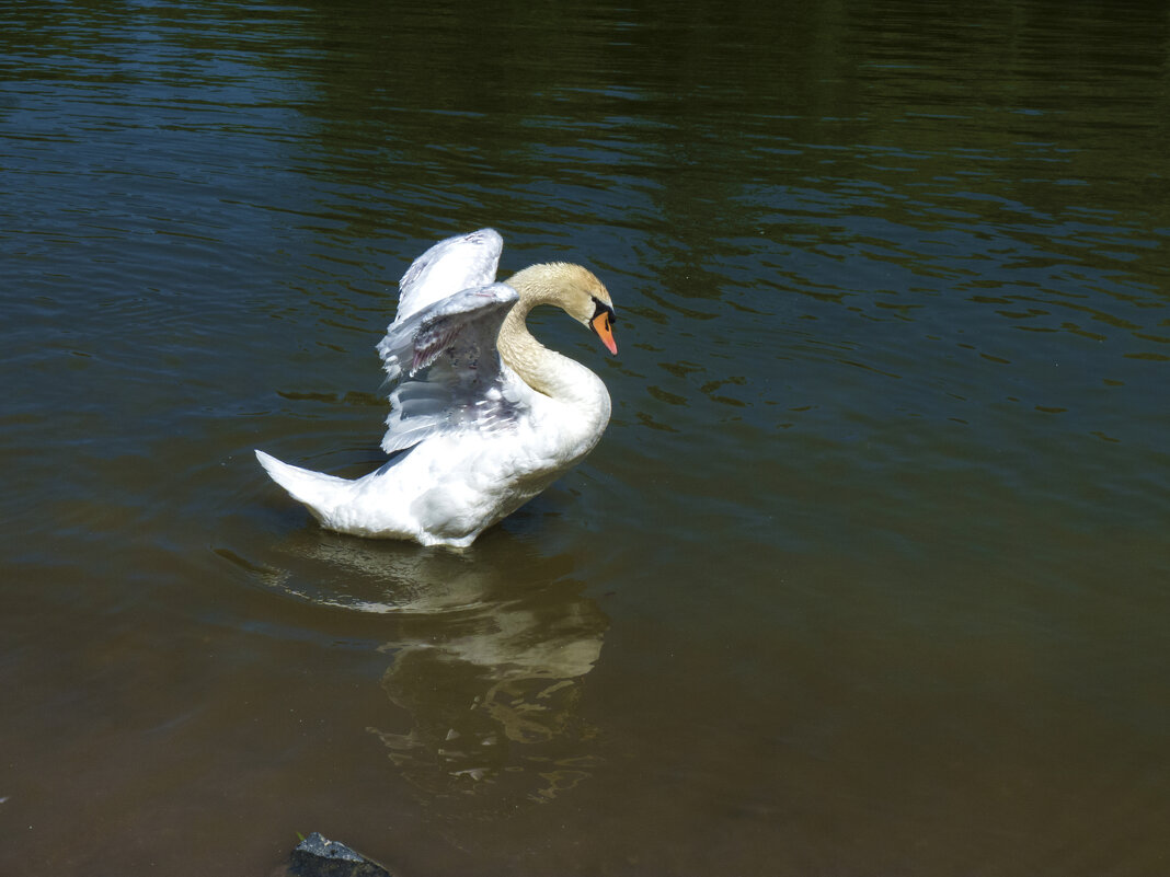 Лебеди Гагаринского парка - Валентин Семчишин Лебеди Гагаринского парка - Валентин Семчишин