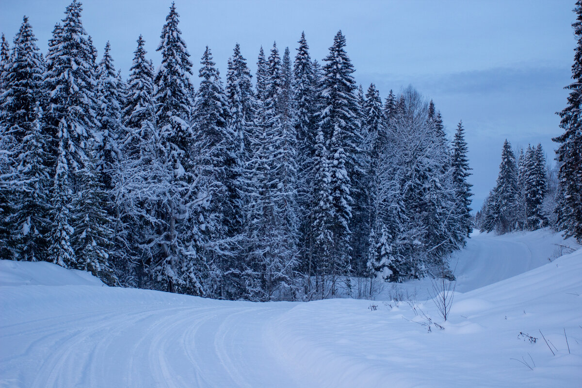 «Зимний лес в январе» - Александр Гладких «Зимний лес в январе» - Александр Гладких