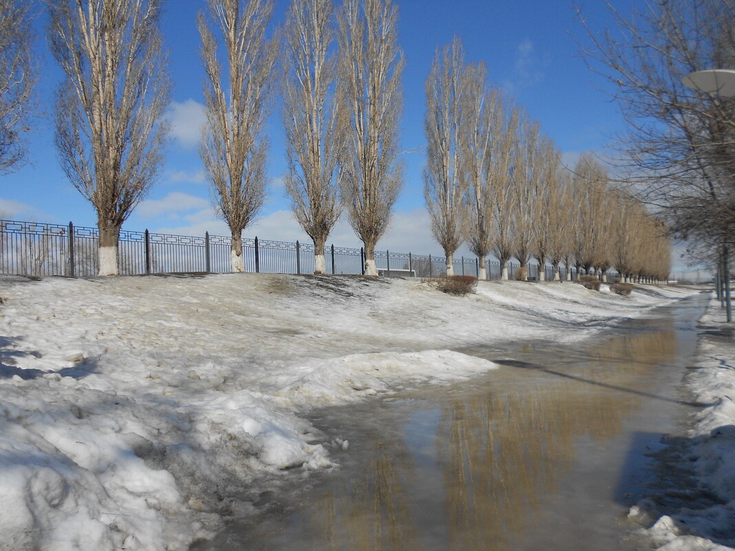 март в парке - Елена Шаламова