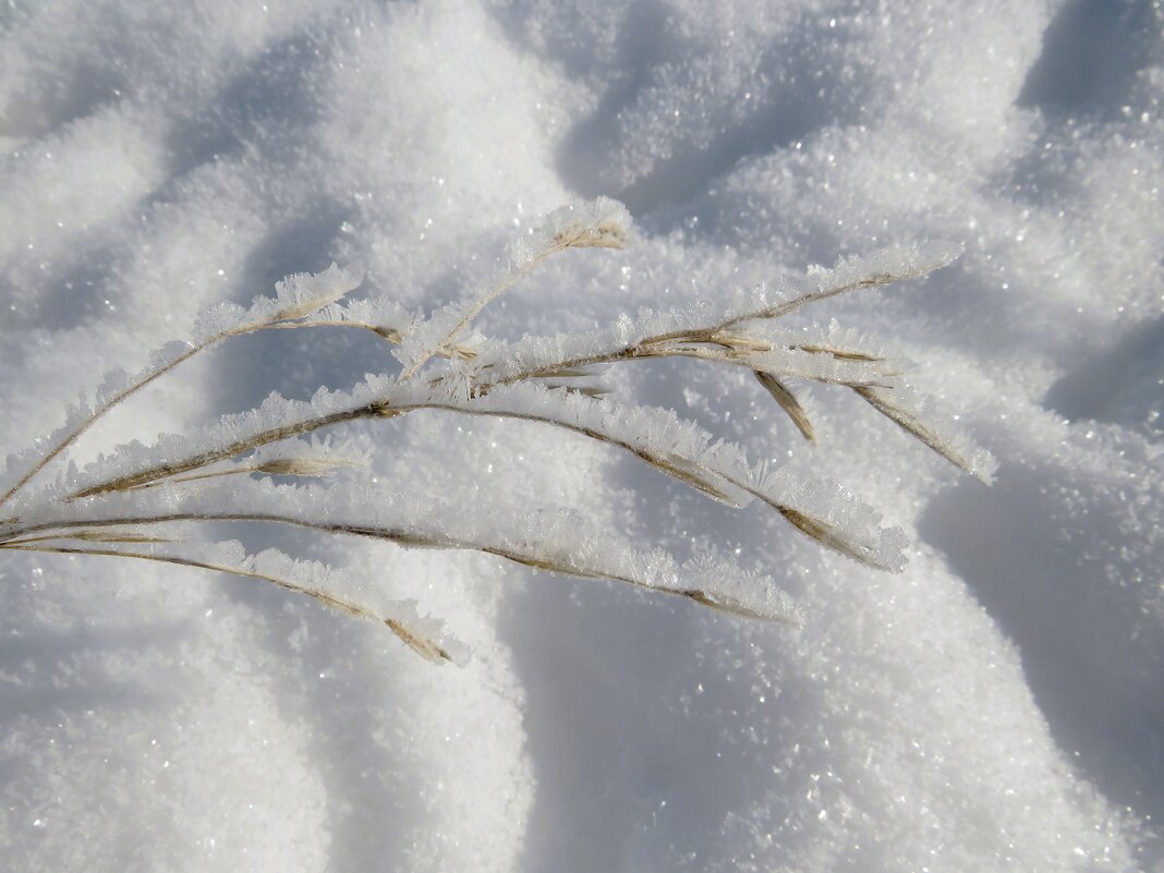 Хрустальная веточка - Лариса С.