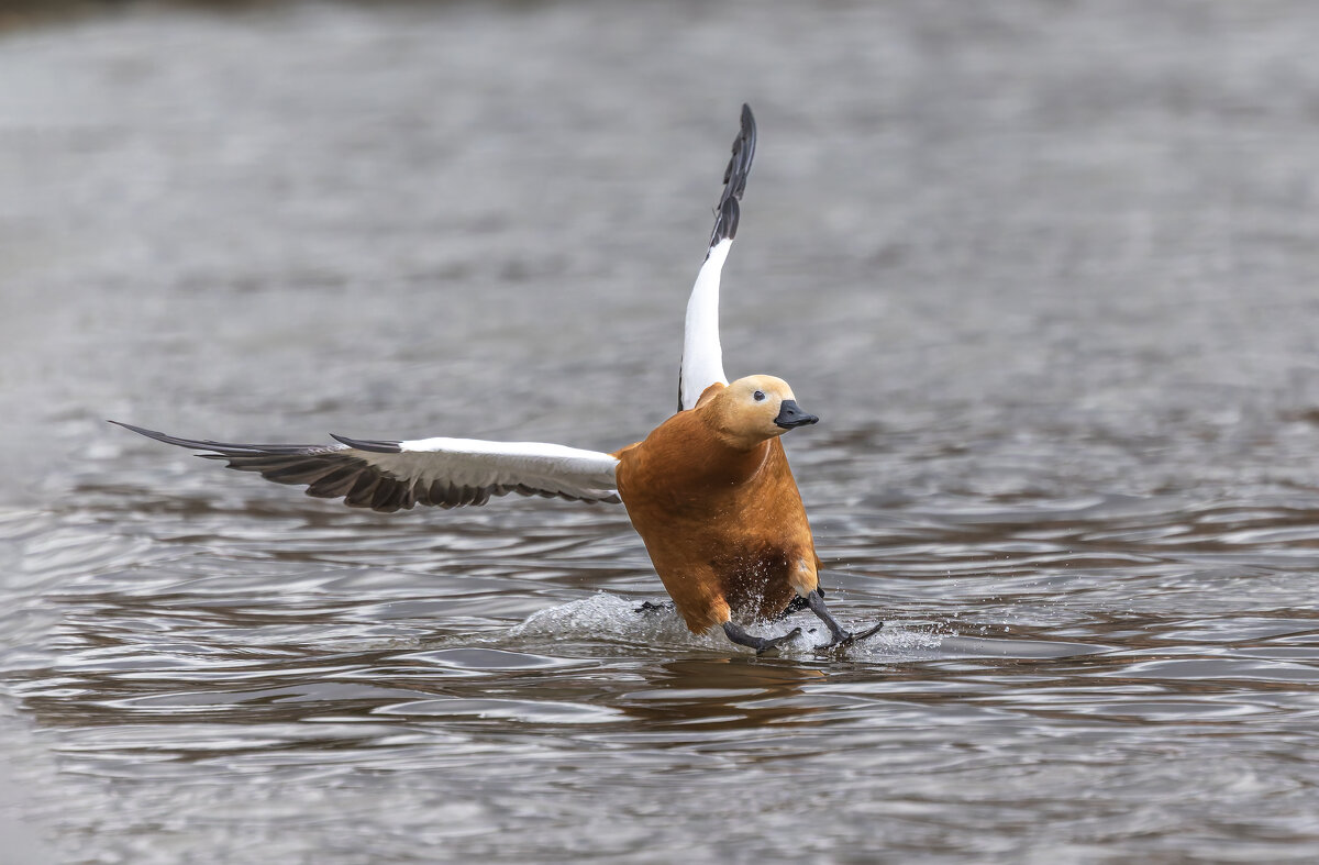 огарь в полете. - юрий макаров
