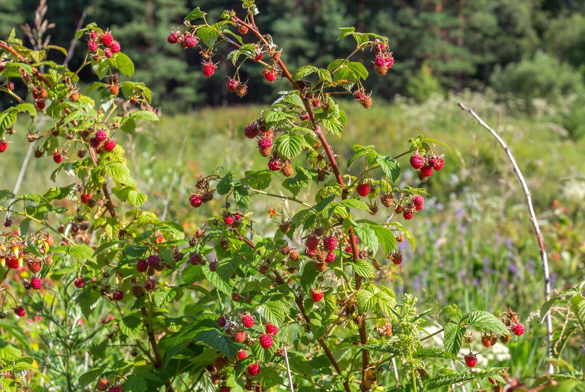 Краски лета. Лесная малина. - Алексей Трухин Краски лета. Лесная малина. - Алексей Трухин