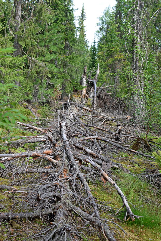Павшее дерево. - ВикТор Быстров