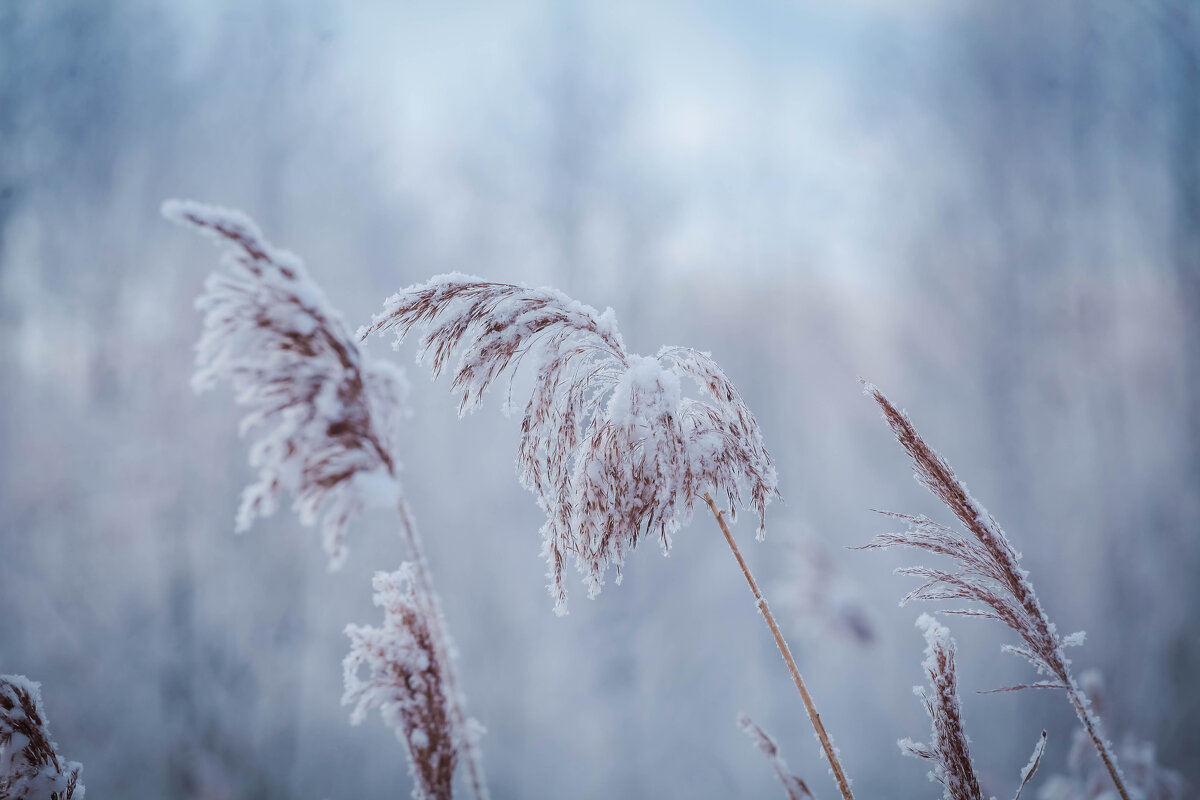 Иней - Сергей Зырянов