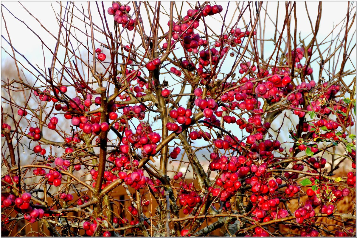 ЭТЮД... - Elvira E. 